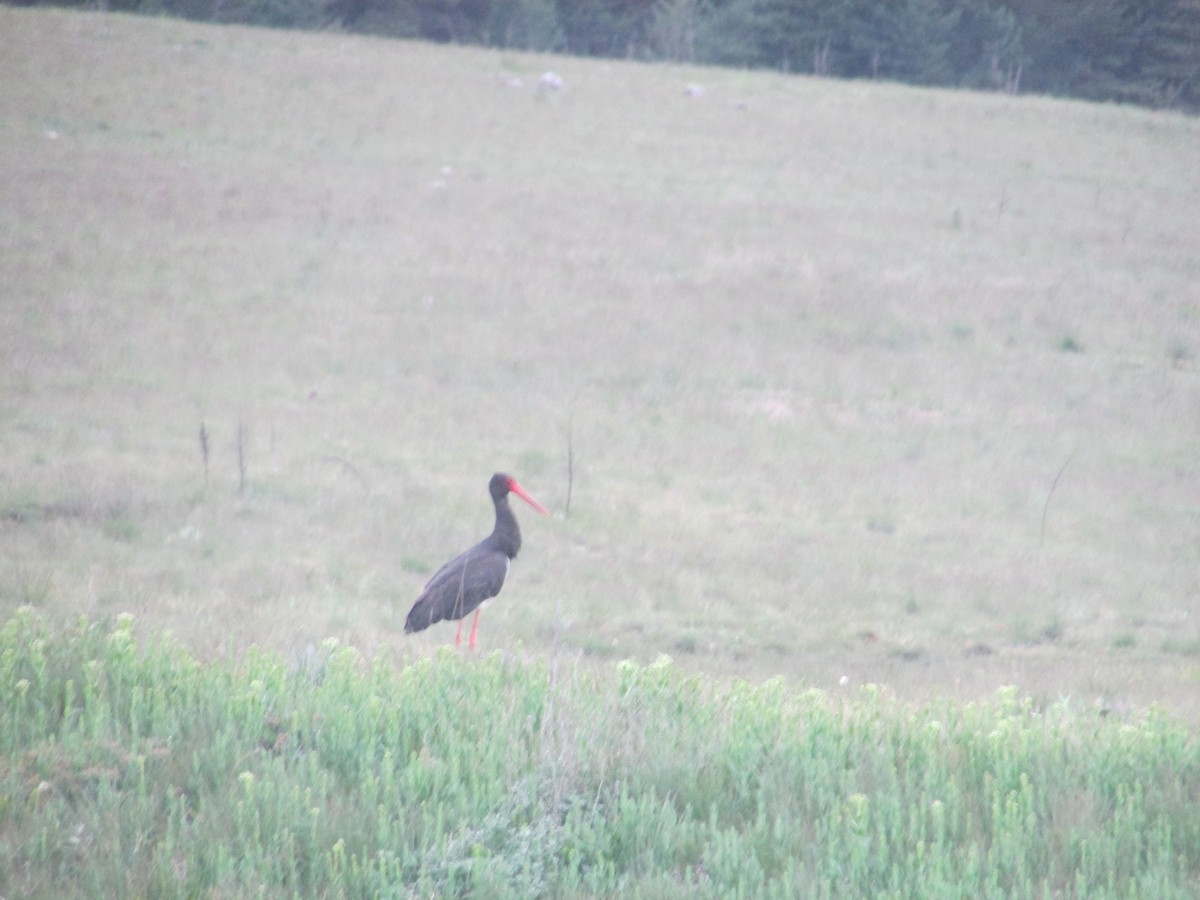 Cigogne noire - ML357943481