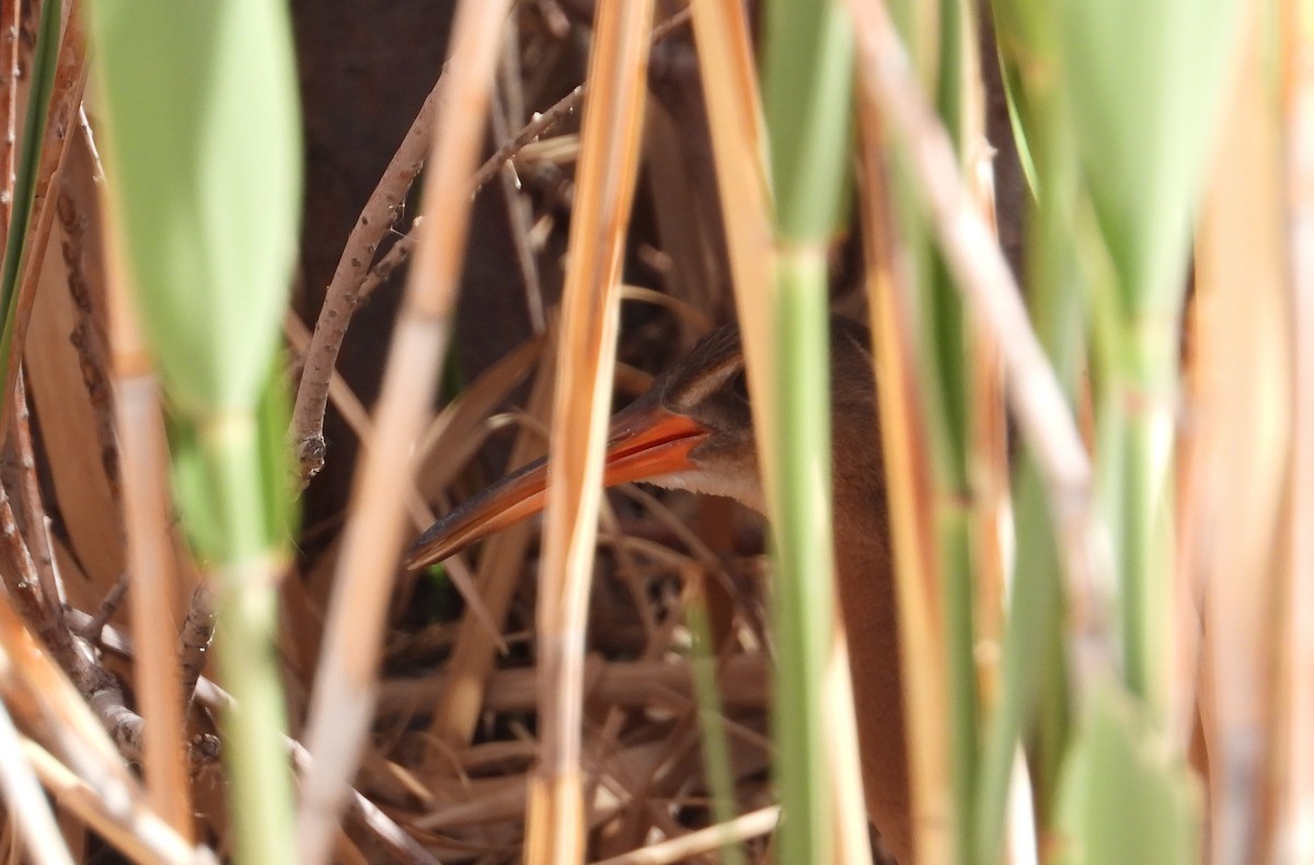 Ridgway's Rail (Yuma) - Corey S.