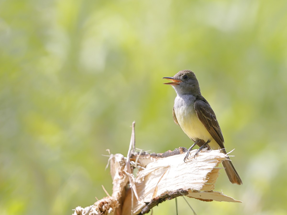 Great Crested Flycatcher - ML357947381