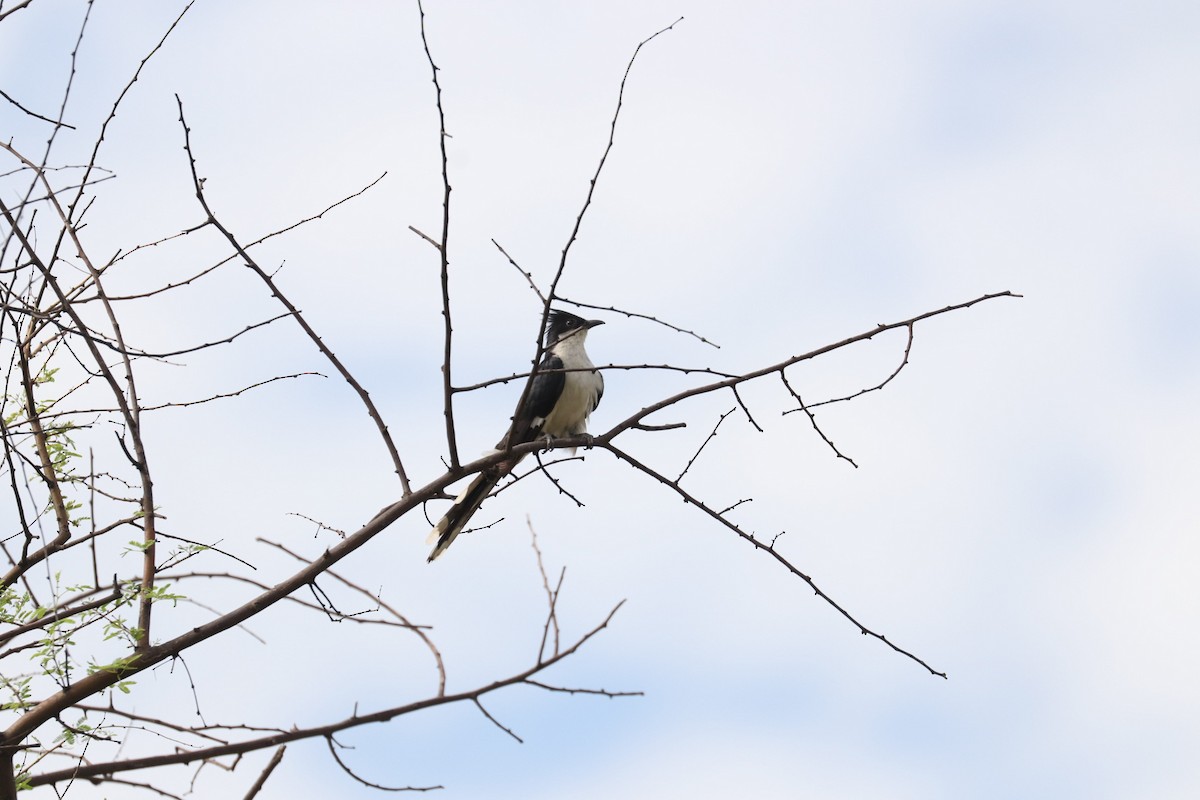 Pied Cuckoo - ML357947411