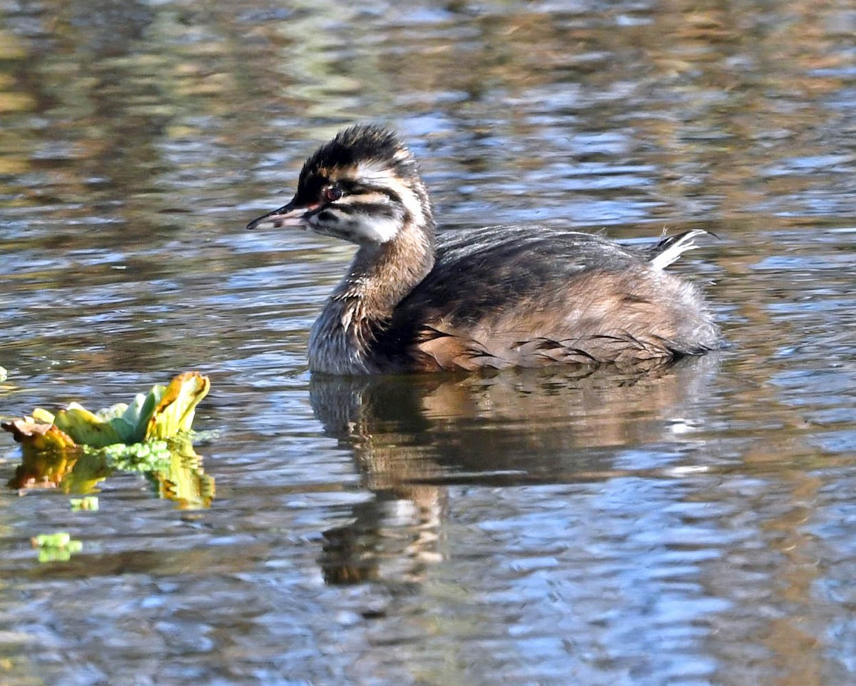 White-tufted Grebe - ML357947481