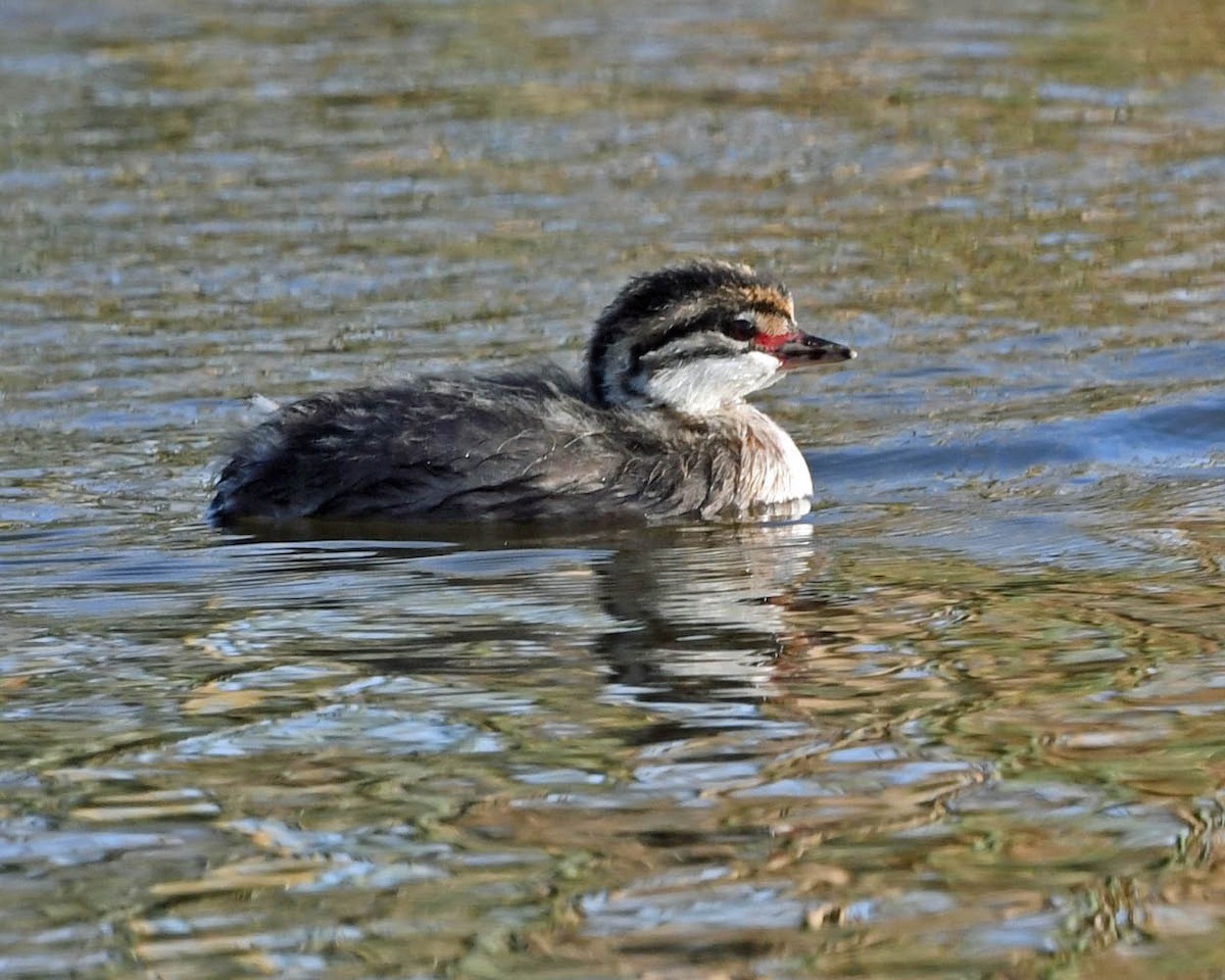 White-tufted Grebe - ML357947491