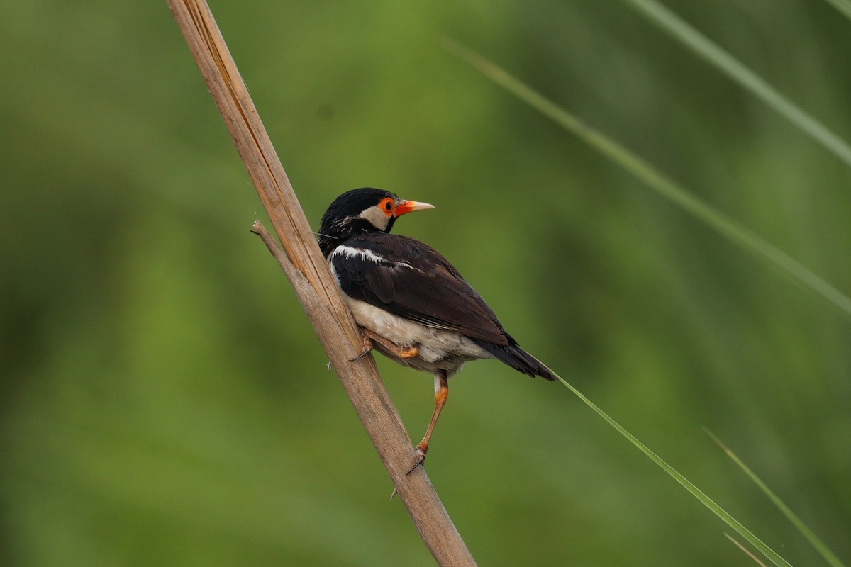 Indian Pied Starling - ML357947651
