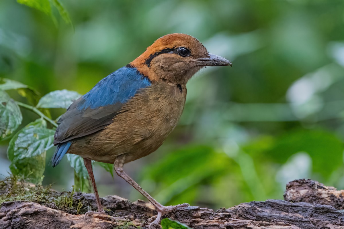 Schneider's Pitta - Ngoc Sam Thuong Dang