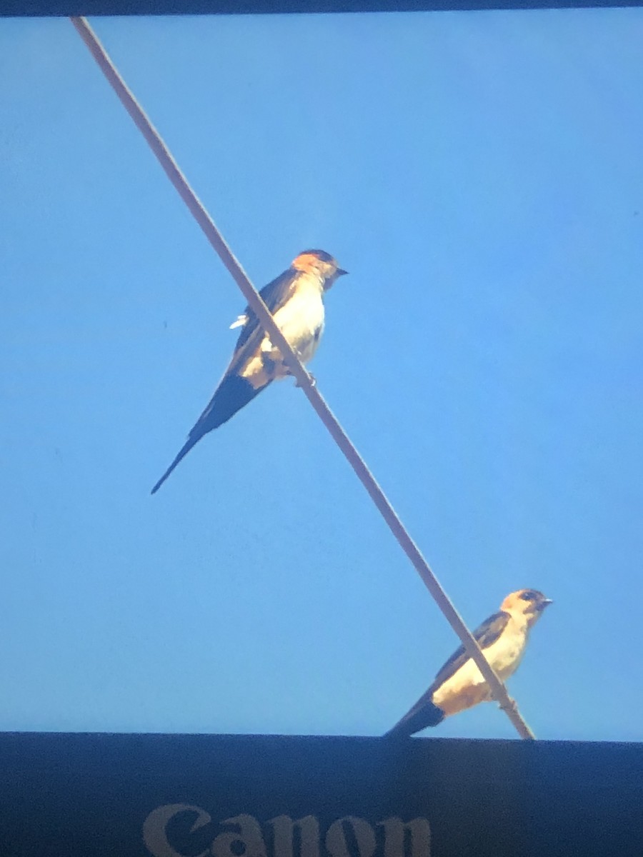 European Red-rumped Swallow - ML357948241