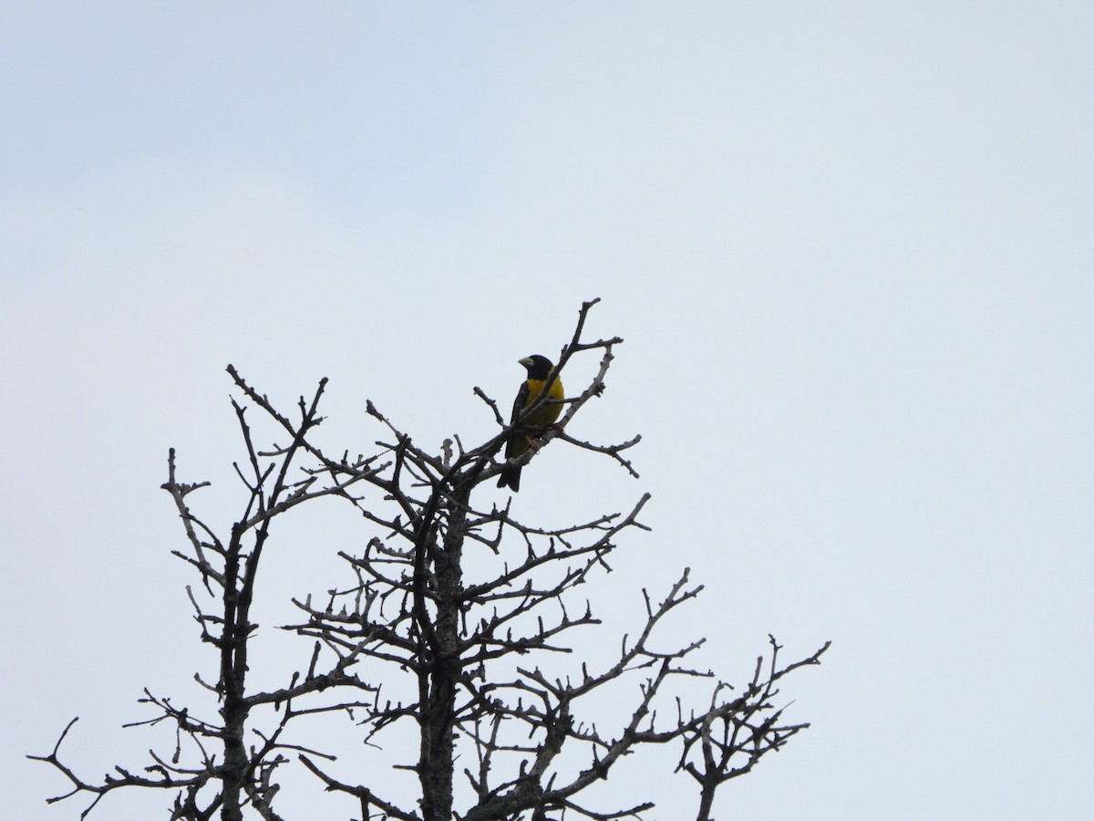 Black-and-yellow Grosbeak - ML357950531