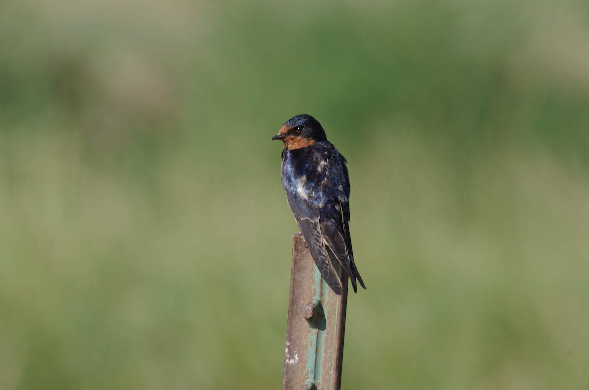 Barn Swallow - ML357950851