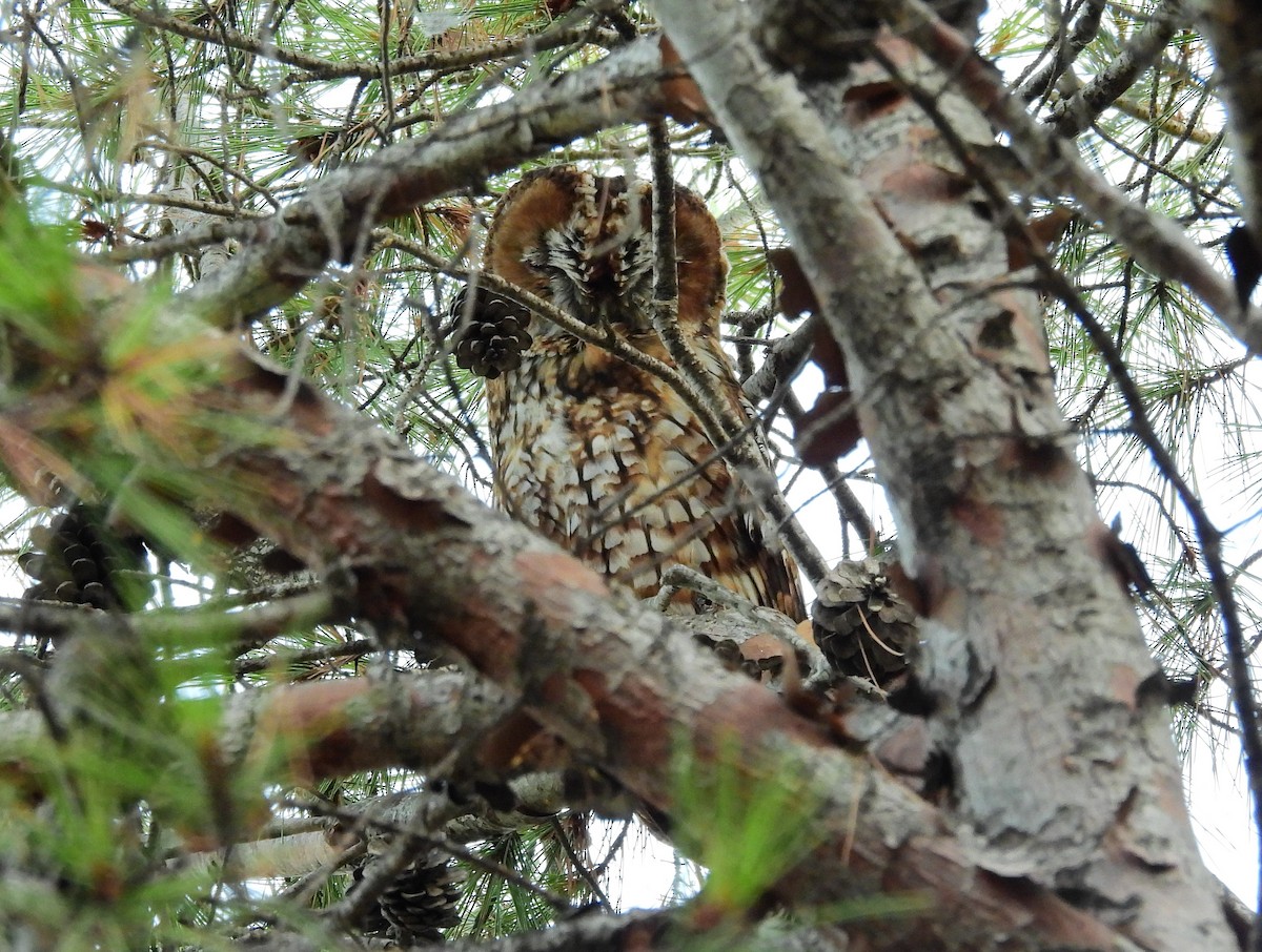 Tawny Owl - ML357952091