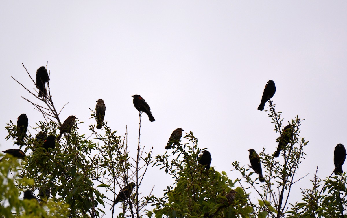 Red-winged Blackbird - ML357953281