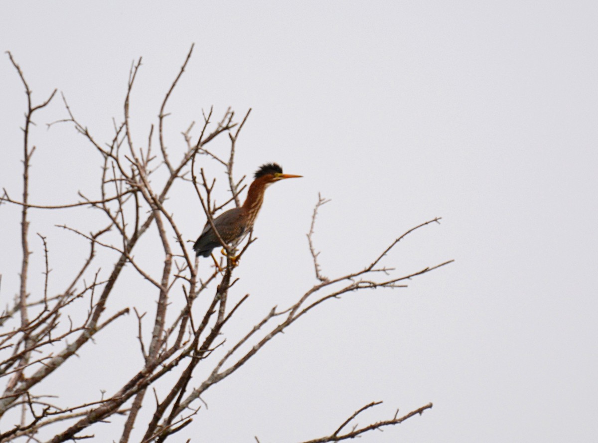 Green Heron - ML357953321