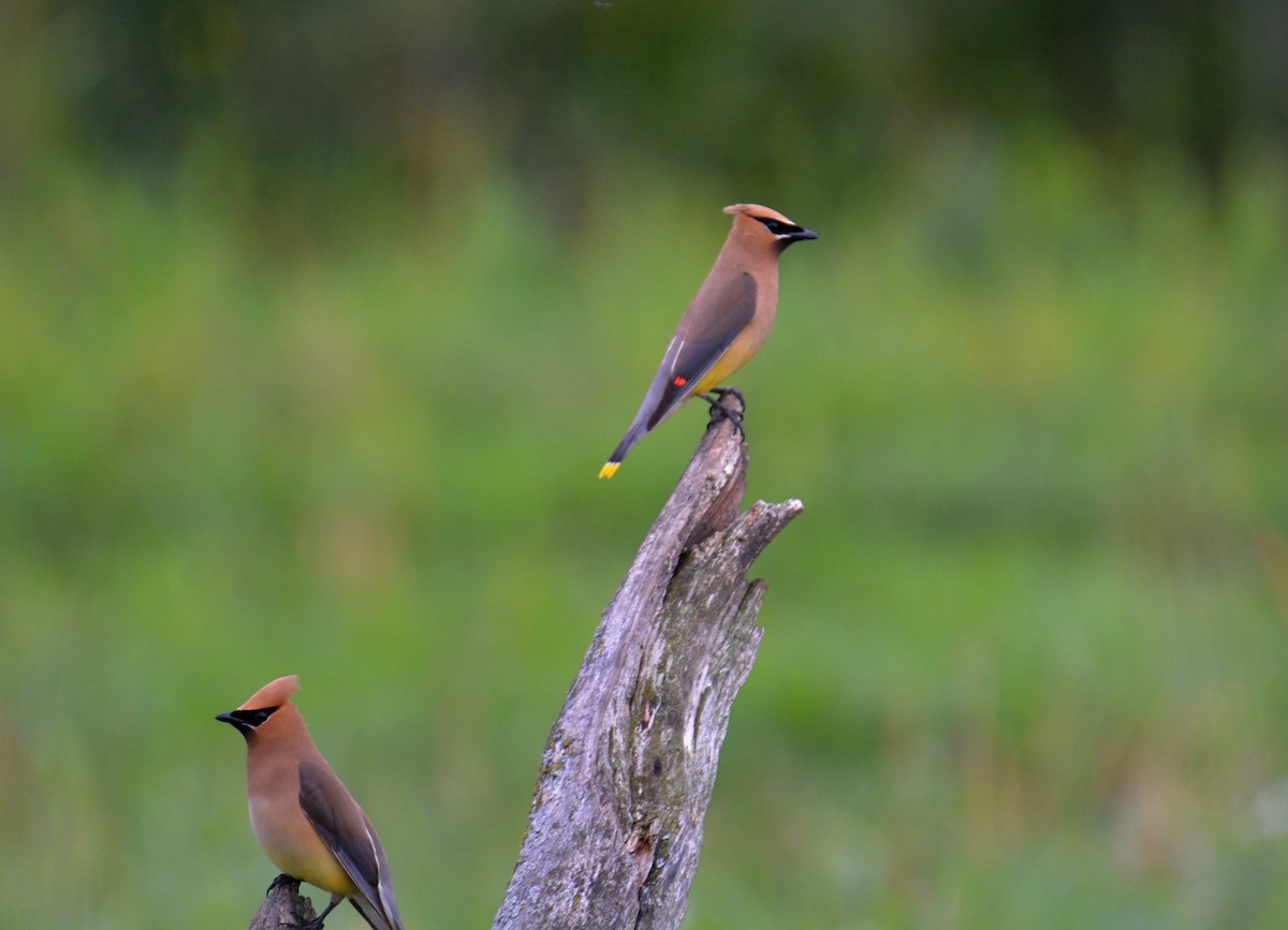 Cedar Waxwing - ML357953331