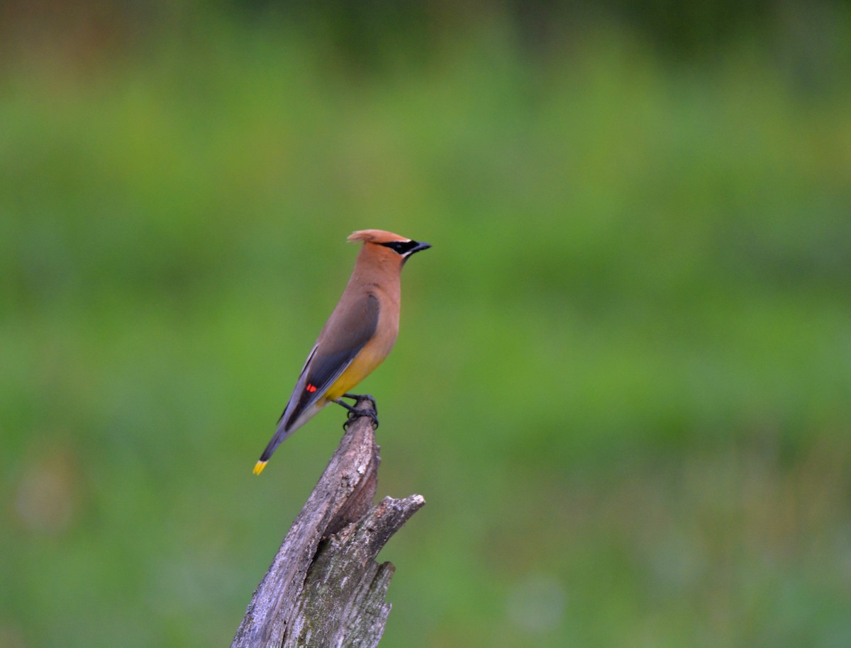 Cedar Waxwing - ML357953341