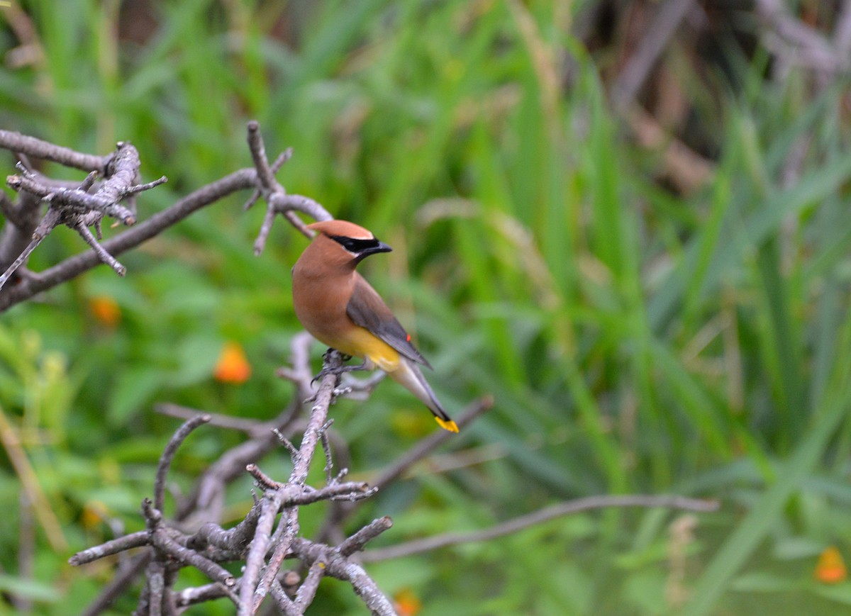 Cedar Waxwing - ML357953371