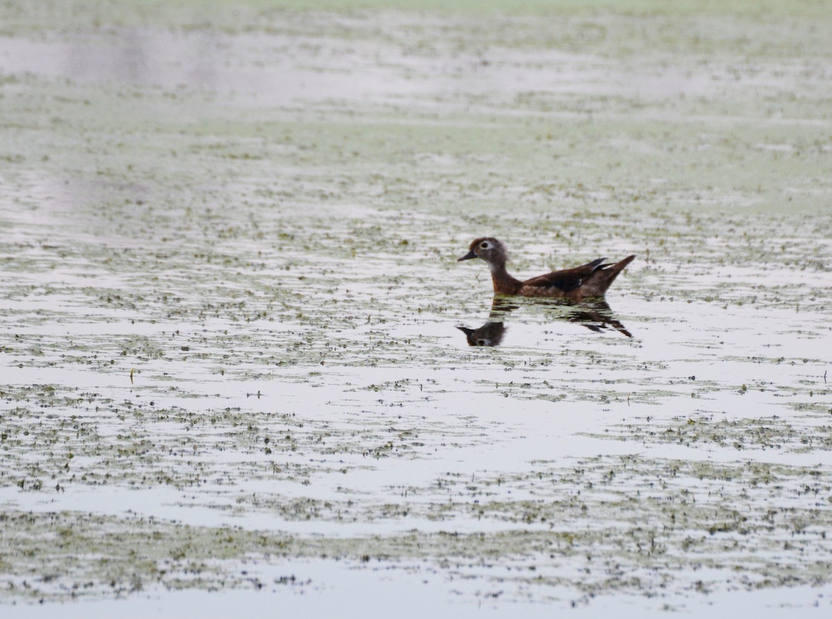 Wood Duck - ML357953591