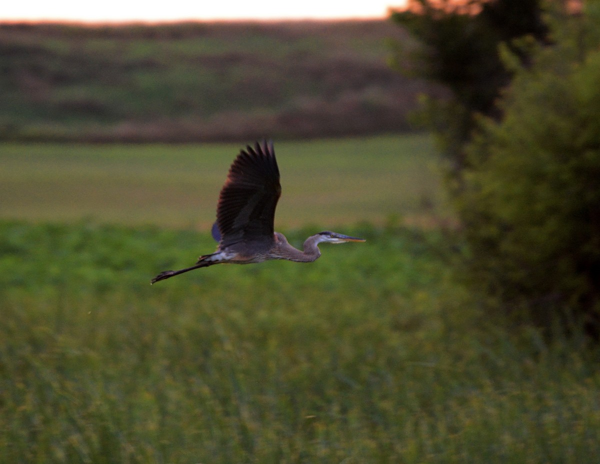 Great Blue Heron - ML357953651