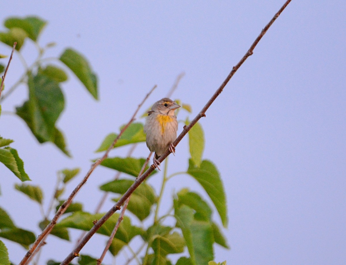 Dickcissel - ML357953671