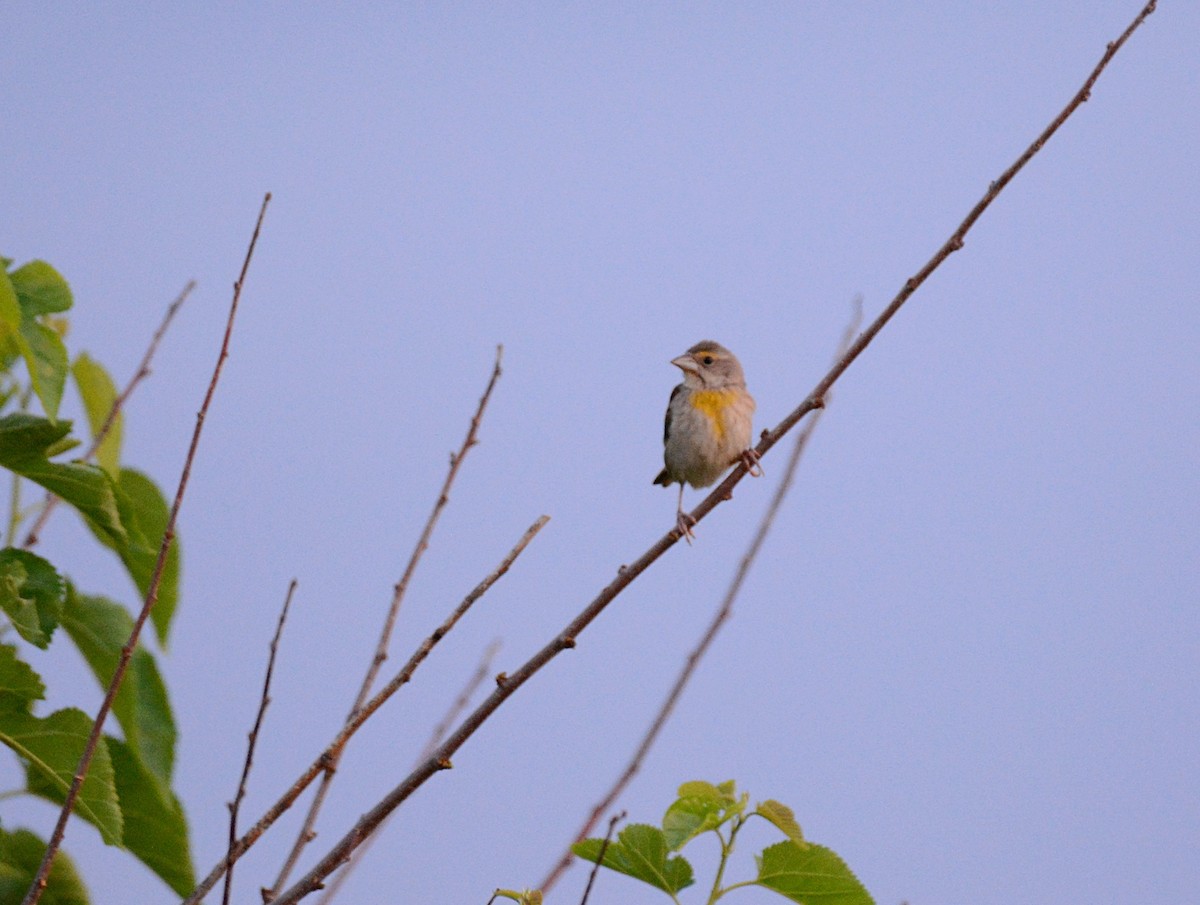 Dickcissel - ML357953691