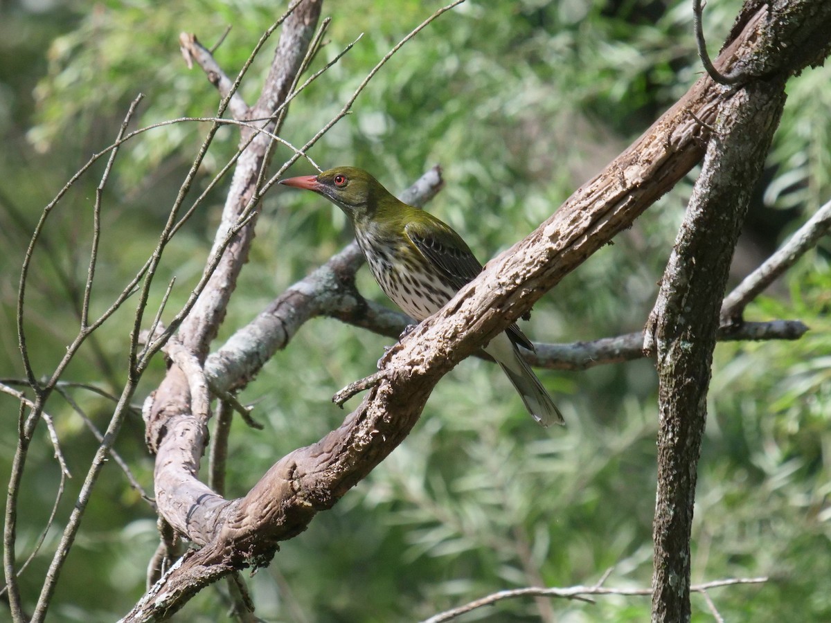 Olive-backed Oriole - ML357953721