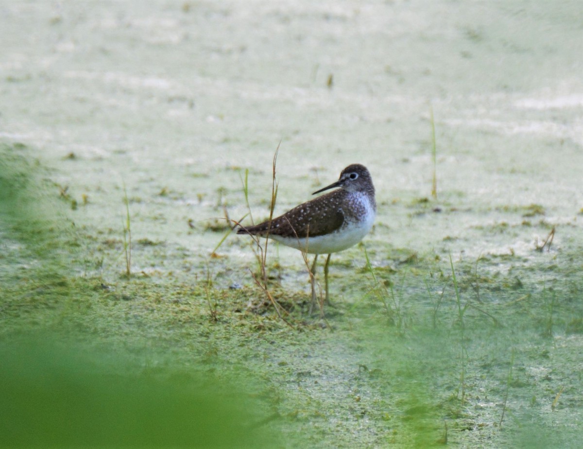 Solitary Sandpiper - ML357953831