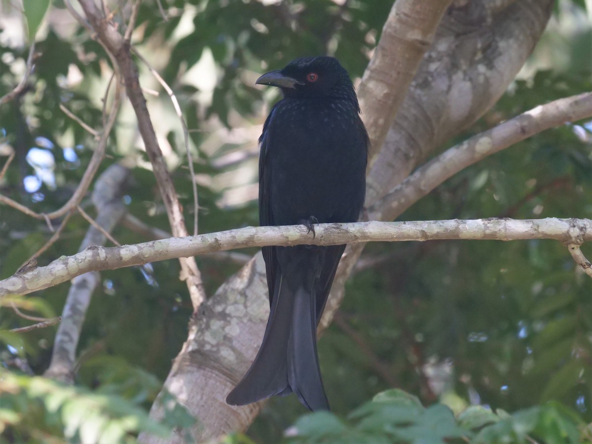 Yıldızlı Drongo - ML357953861