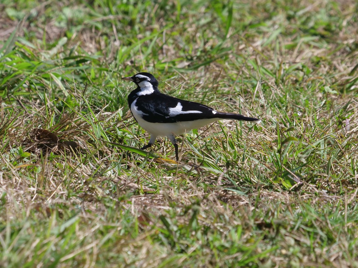 Magpie-lark - Frank Coman