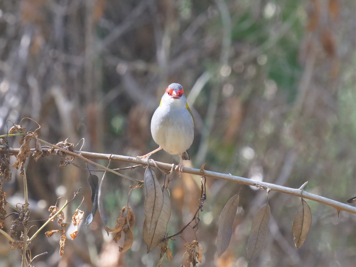 Red-browed Firetail - ML357953991