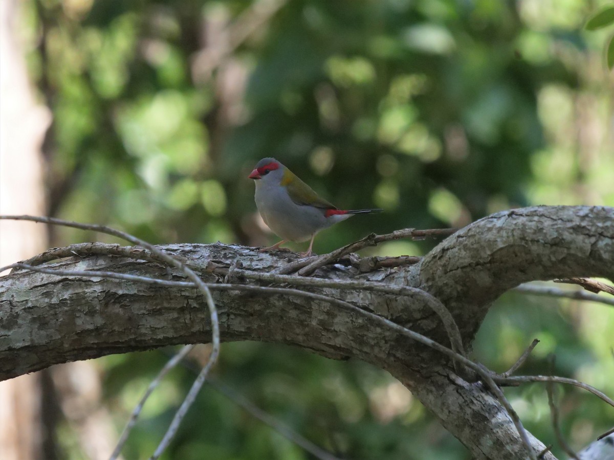 Red-browed Firetail - ML357954001