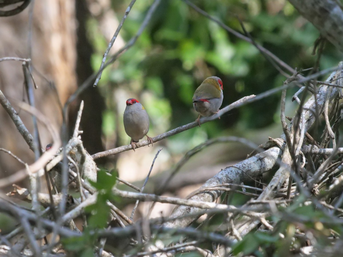 Red-browed Firetail - ML357954021