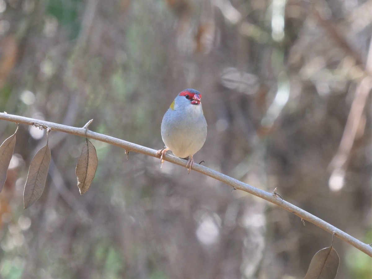 Red-browed Firetail - ML357954031