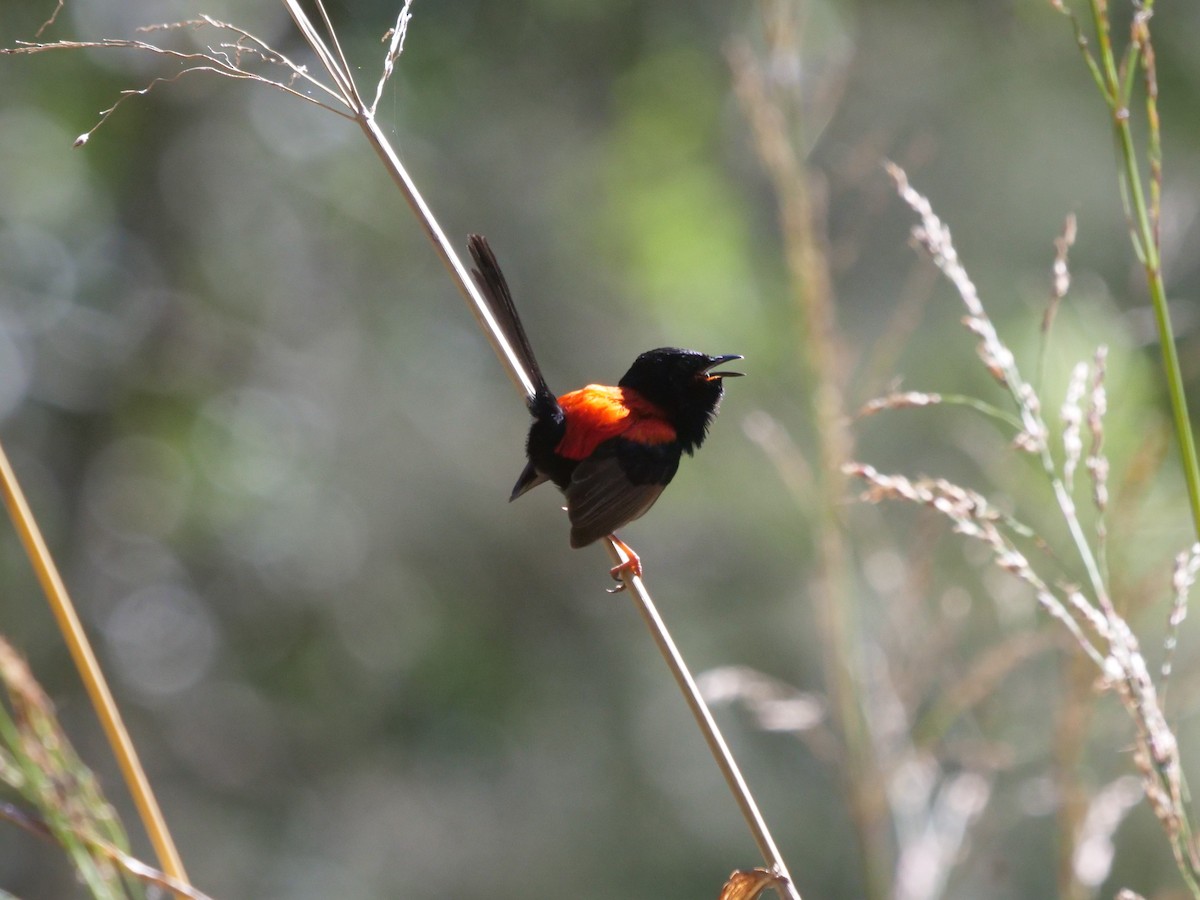 Red-backed Fairywren - ML357954511