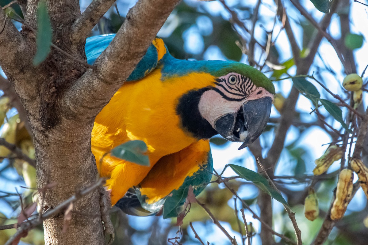 Blue-and-yellow Macaw - Fernanda Fernandex