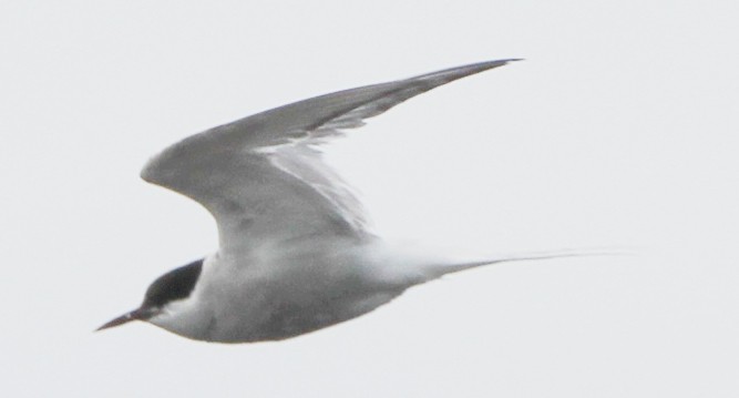 Arctic Tern - Gypsy Stockley