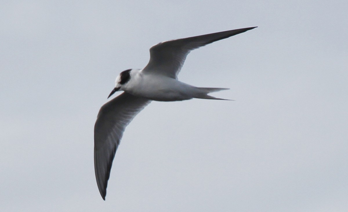 Arctic Tern - Gypsy Stockley