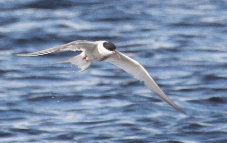 Arctic Tern - ML357955081