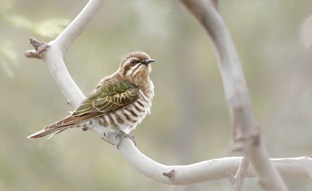 Horsfield's Bronze-Cuckoo - ML357958451