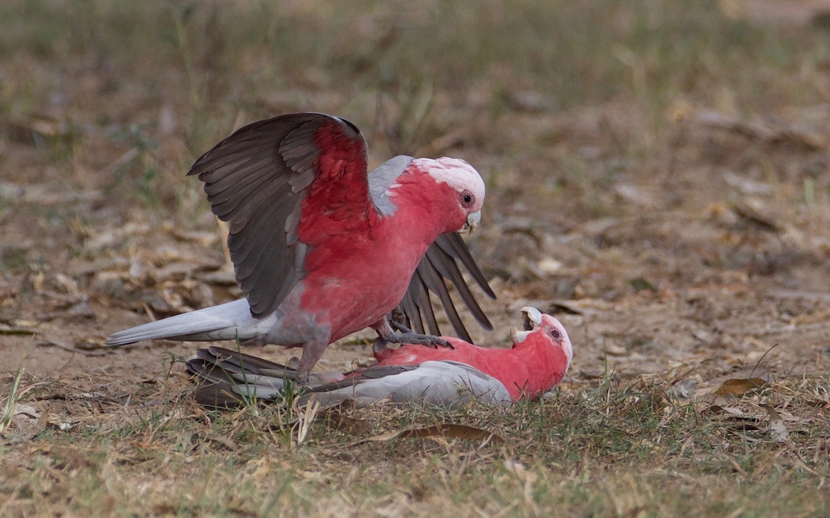 Galah - ML357959271