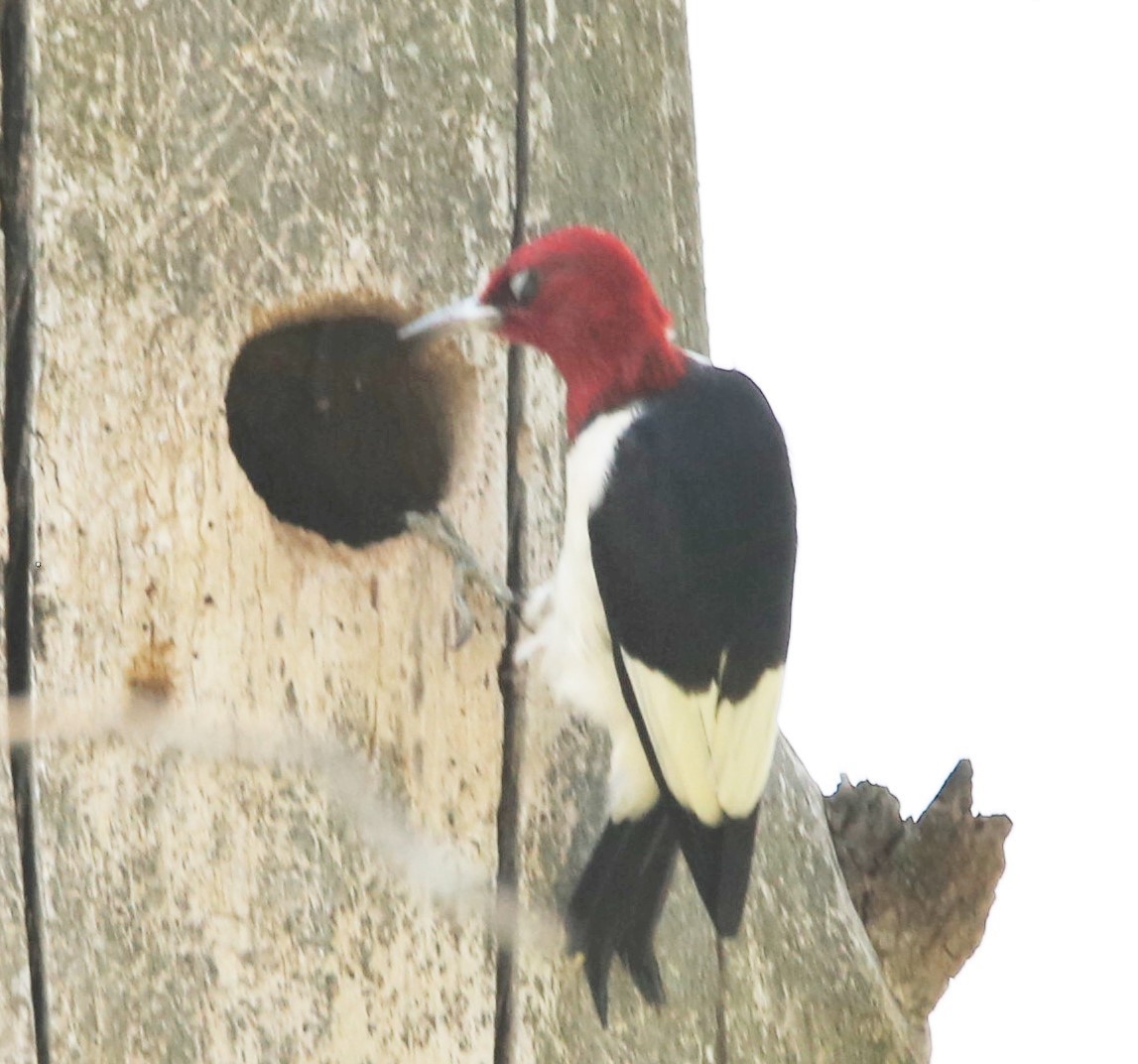 Red-headed Woodpecker - ML357960431