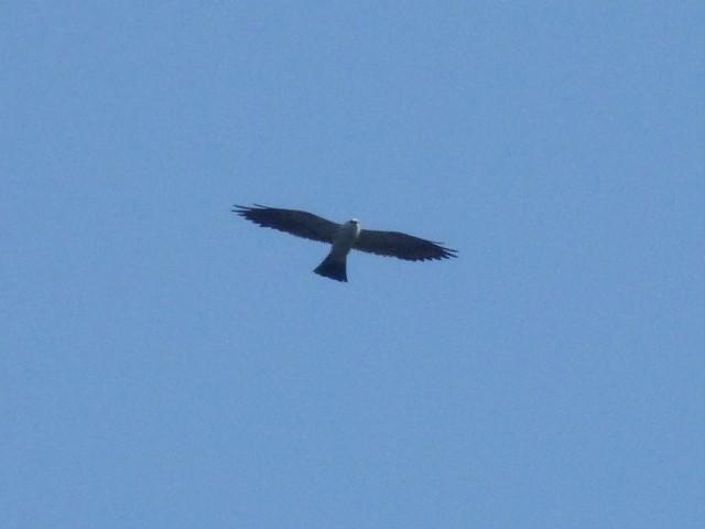 Mississippi Kite - Chloe Wilson