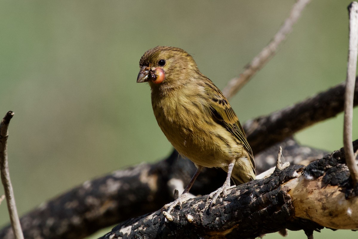 Serin des Canaries - ML357962331