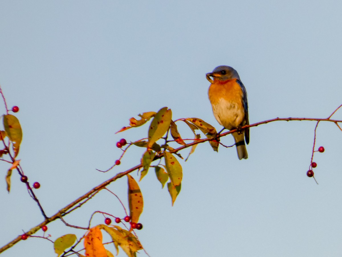 Eastern Bluebird - ML357964231