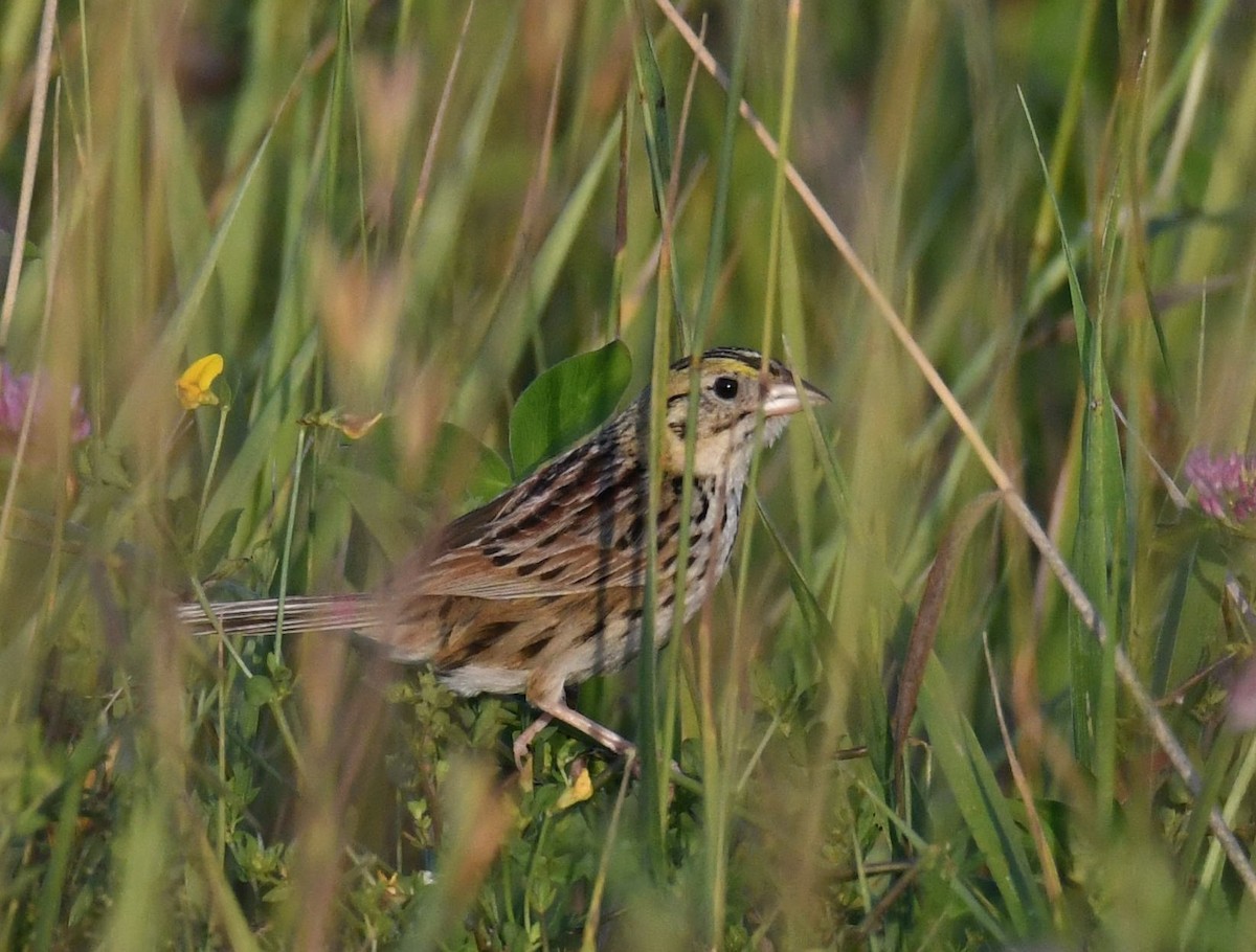 Henslow's Sparrow - Andrew Gaerte