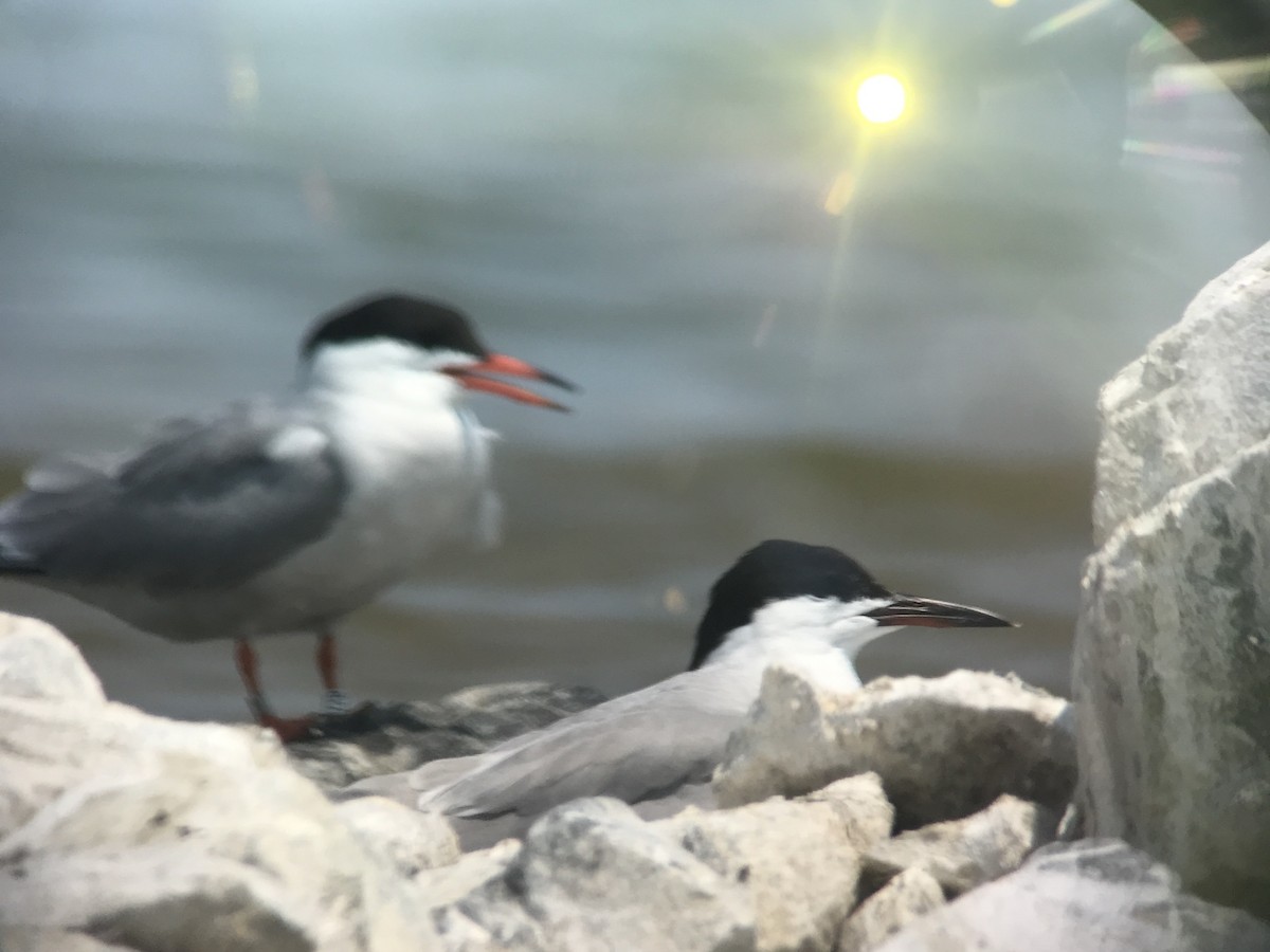 Common Tern - ML357964481