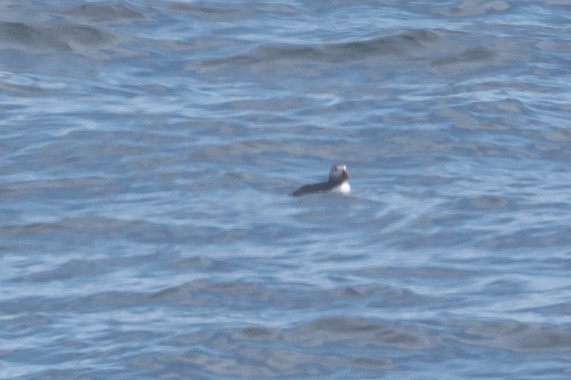 Atlantic Puffin - ML357965091