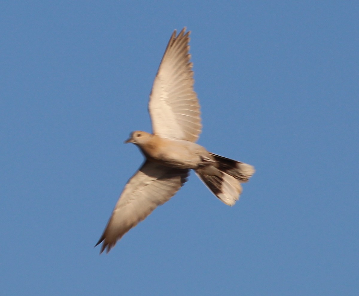 Eurasian Collared-Dove - ML35796571