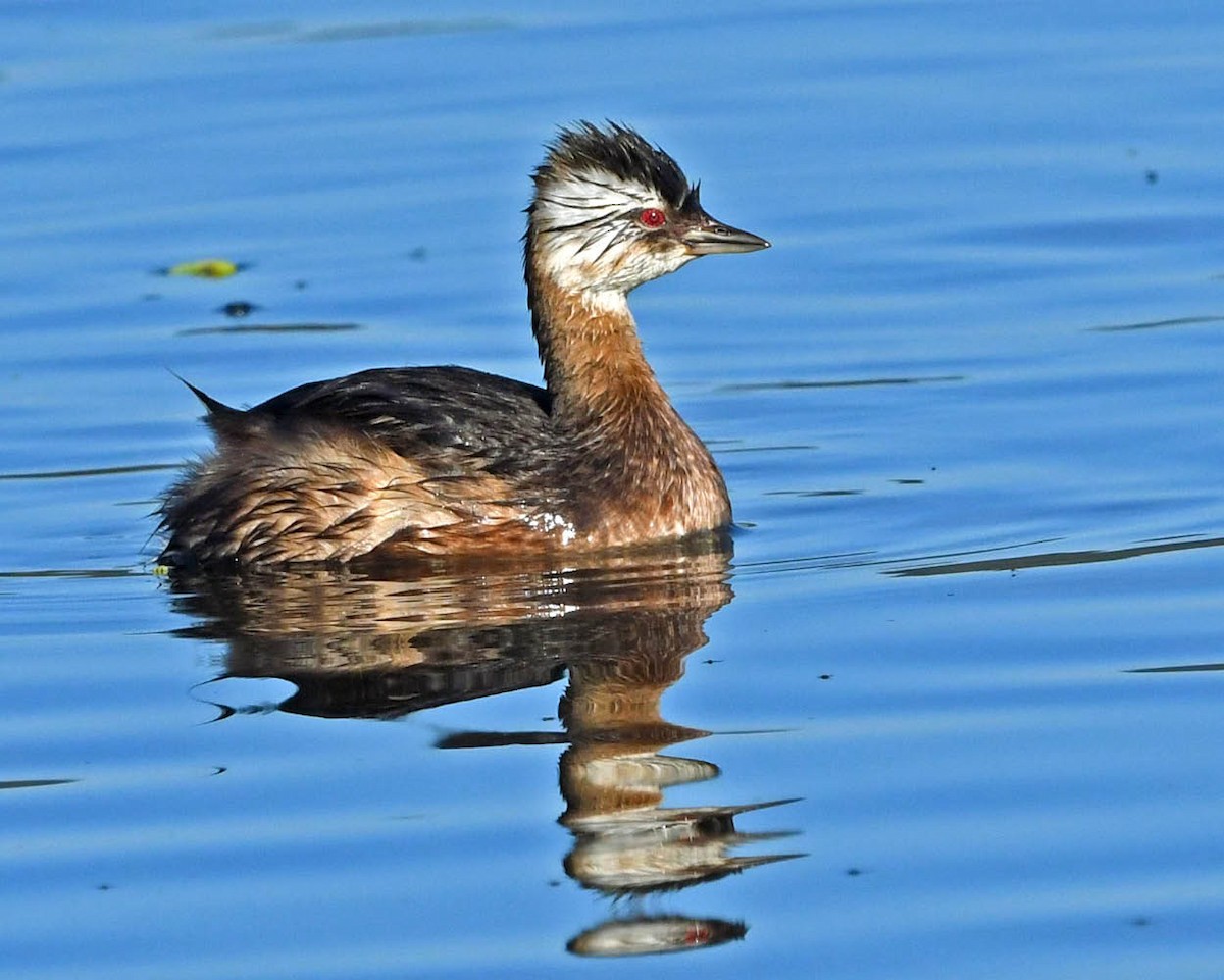 White-tufted Grebe - ML357966621