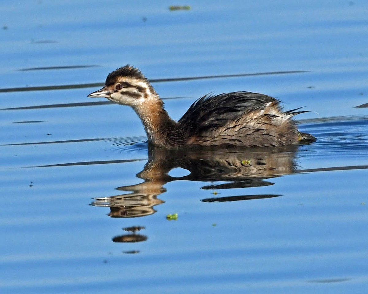 White-tufted Grebe - ML357966631