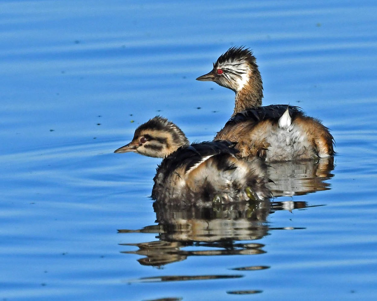 White-tufted Grebe - ML357966641