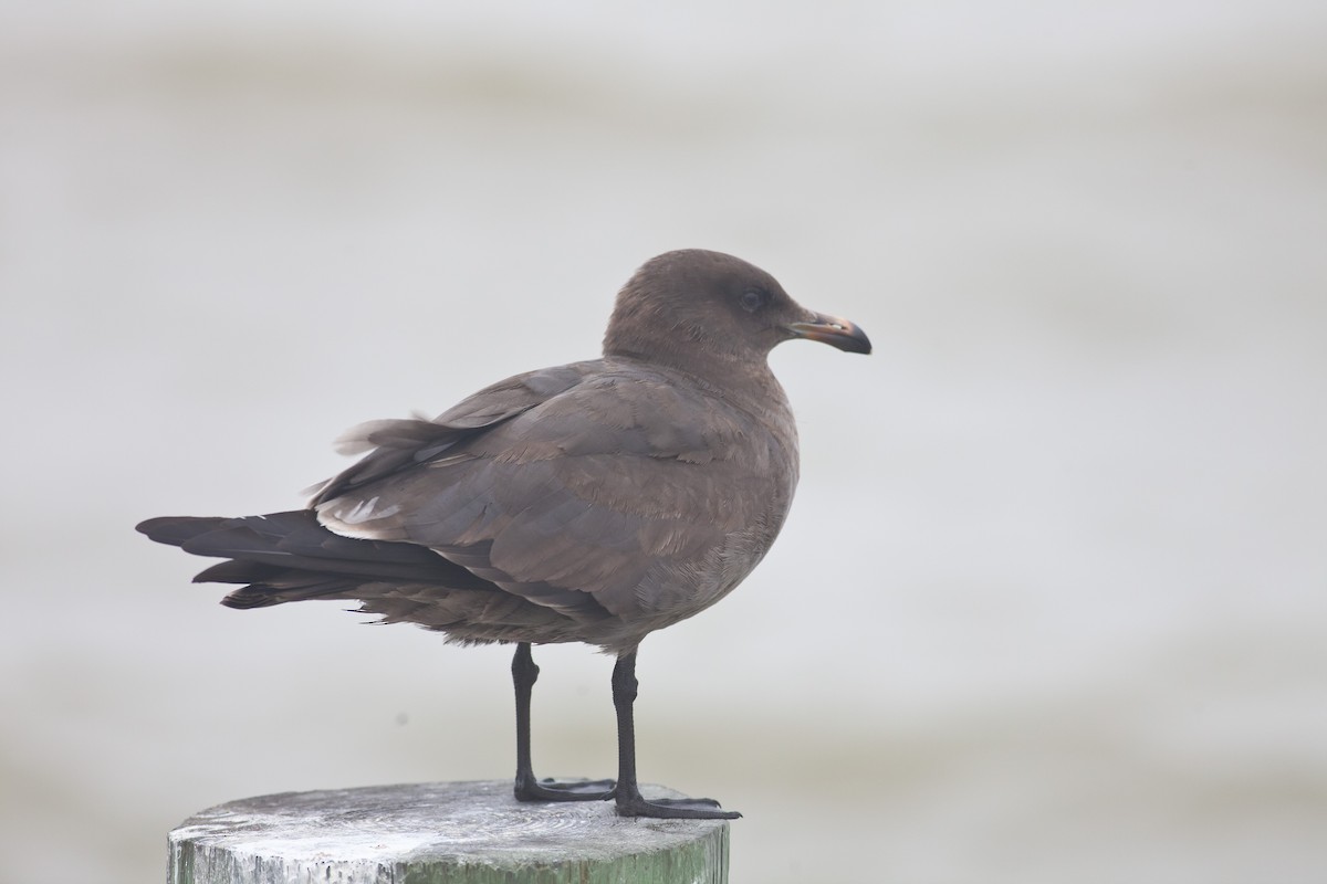 Heermann's Gull - ML35796671