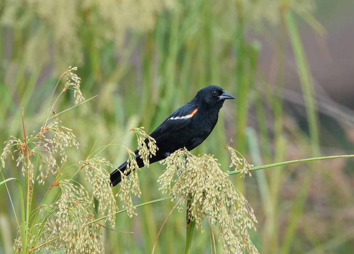 Red-winged Blackbird - ML357967211