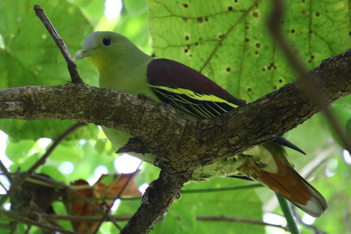 Gray-fronted Green-Pigeon - ML357968131